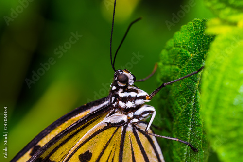 Monarch Butterfly with a green background