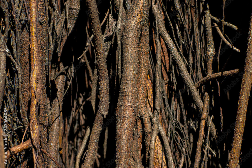 Roots of trees. Huge tree trunk and large exposed roots. Image for graphic design. Roots of trees. Huge tree trunk and large exposed roots. Image for graphic design.