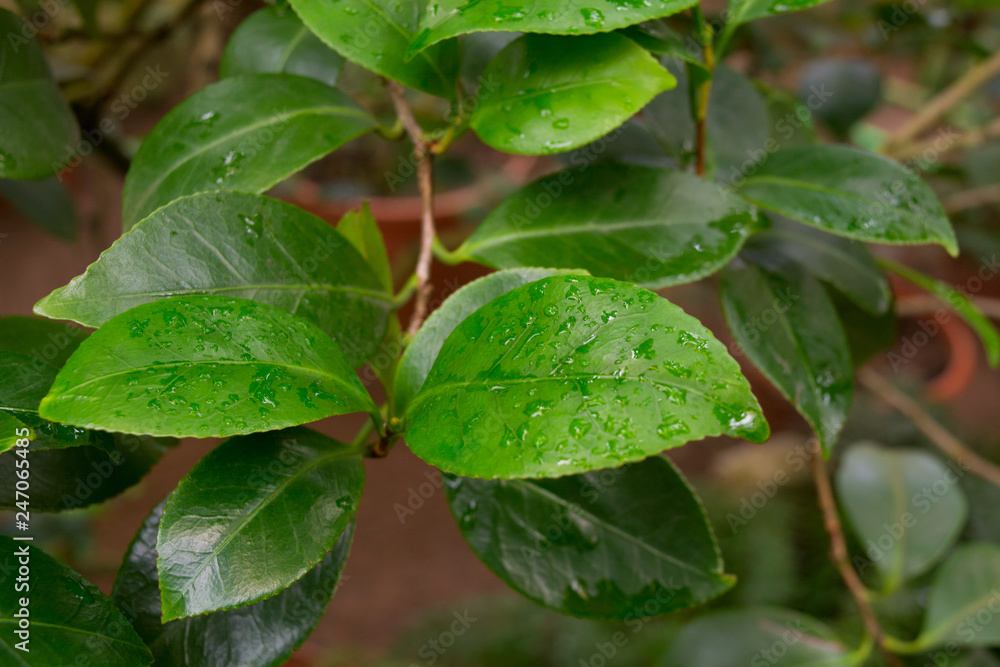 Green leaves of citrus tree with water drops Green leaves of citrus tree with water drops
