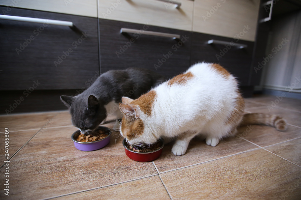Cats eat food from bowls. Feeding pets