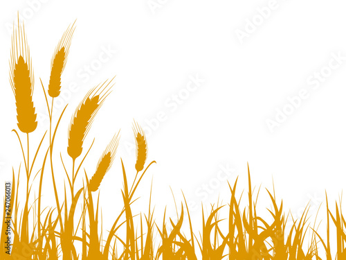 Agriculture wheat illustration for design - stock vector