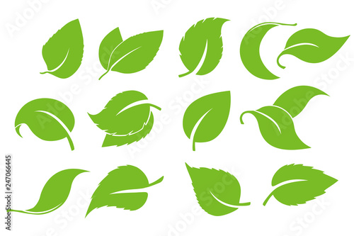 Leaves icon vector set isolated on white background. Various shapes of green leaves of trees and plants. Elements for eco and bio logos. Set of green leaves design elements.