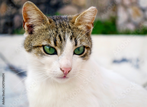 close up of a beautiful white cat with big green eyes
