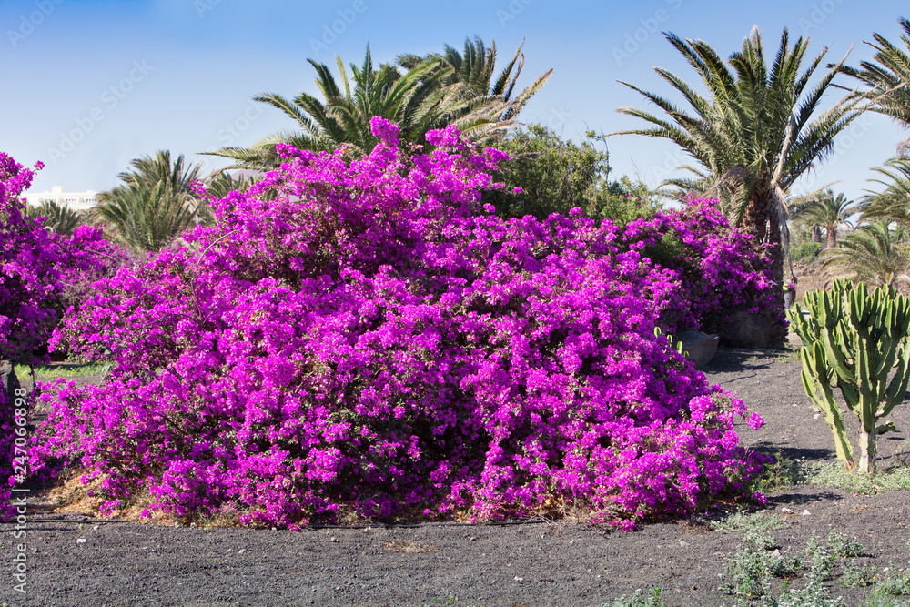 Bright pink bush of Bougainvilleas blooming in the park, on a picon, Lanzarote,  Spain - Image