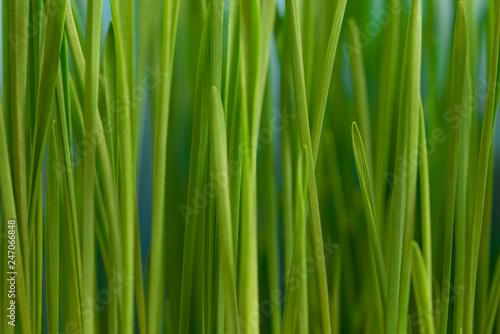 Fresh green wheatgrass texture  natural background