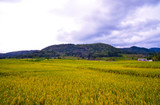 Green asian rice terrace field with view of mountain in the horizon