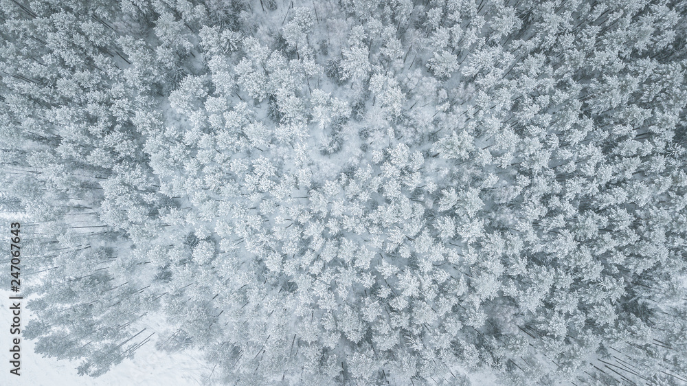 Obraz premium Beautiful winter scenery with aerial look over the tree tops of pine forest. Moody landscape of frozen trees on a cold winter's day. Creative shapes of forest in snowy weather. 