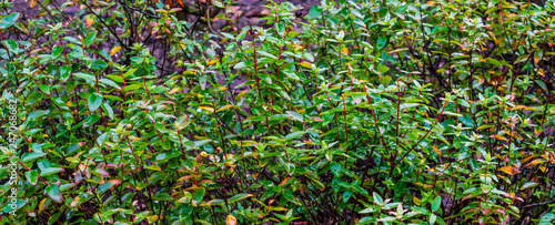 shrub of photinia fraseri after rain, wet green leaves in macro closeup, popular garden plants photo