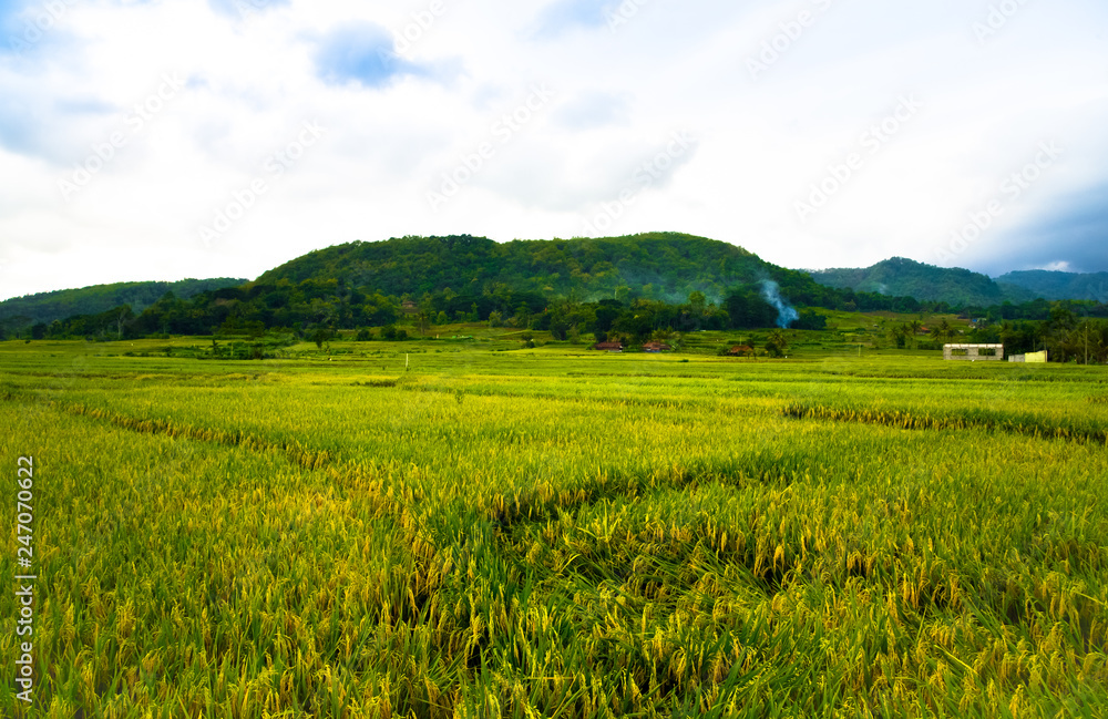 Green asian rice terrace field with view of mountain in the horizon