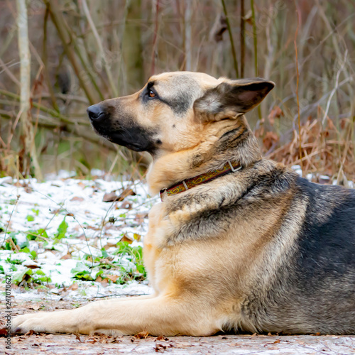 East European Shepherd. Young energetic scared dog walks in the forest. Harmonious relationship with the dog: mental health, education and training.