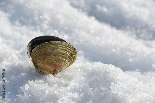 Open shell of Spisula in the snow photo