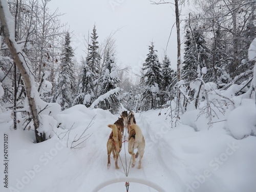 huskies pulling a dog sled through a snowy landscape