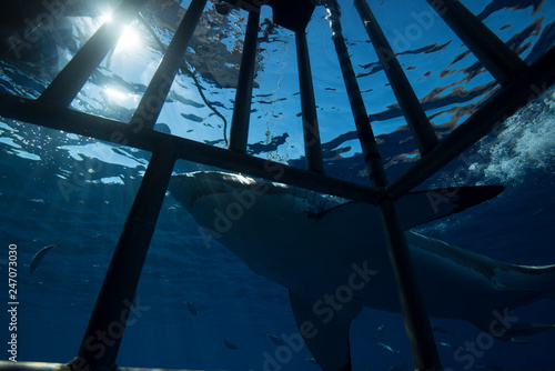 Great White Shark  in cage diving 