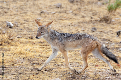 Black Backed Jackal