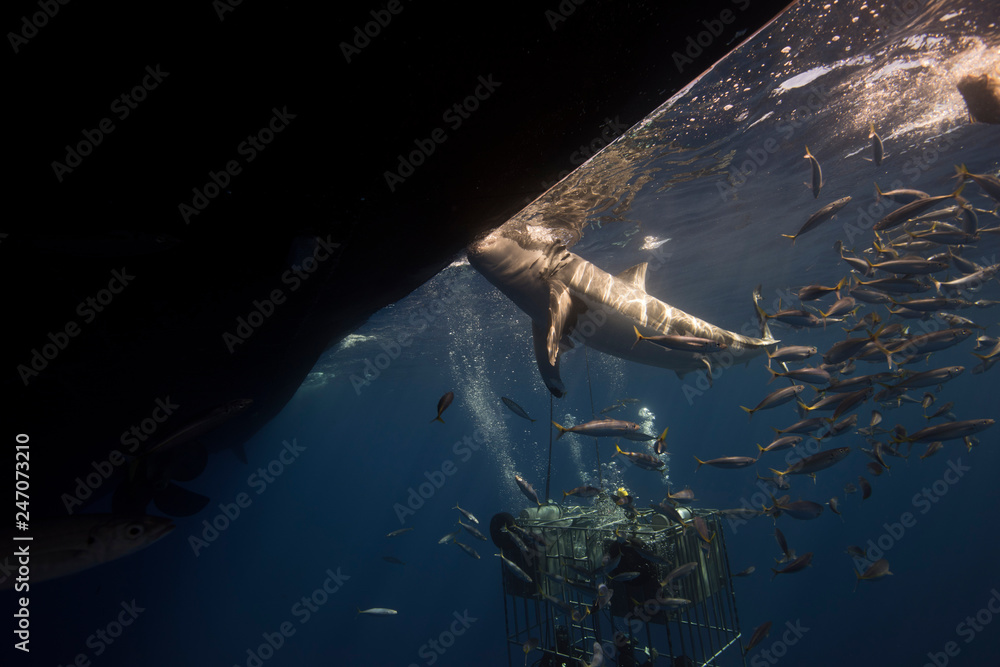 Obraz premium Great White Shark in cage diving 