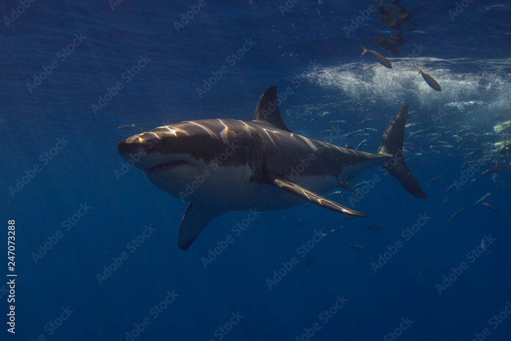 Naklejka premium Żarłacz biały w nurkowaniu w klatce