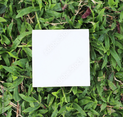 torn paper on leaf background with copy space for text