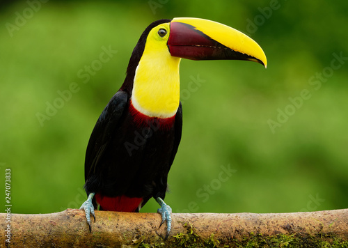 Yellow-throated (Black-mandibled) Toucan - Ramphastos ambiguus  is a large toucan in the family Ramphastidae photo