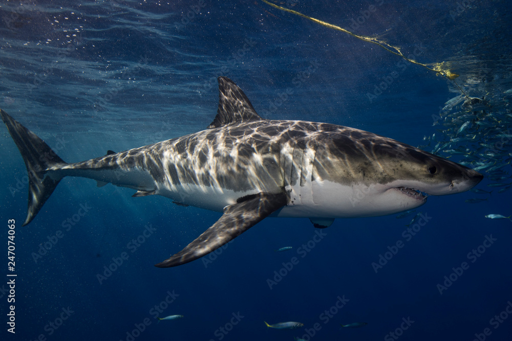 Naklejka premium Great White Shark in cage diving 