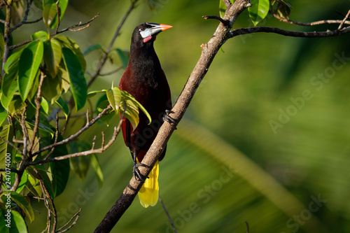Montezuma Oropendola - Psarocolius montezuma New World tropical icterid bird