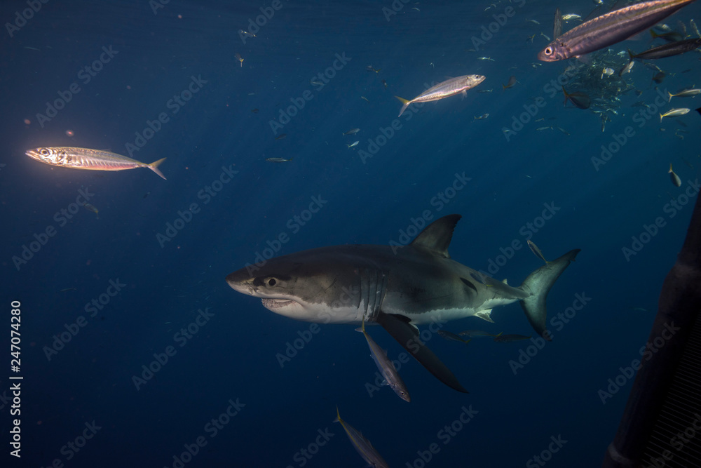Fototapeta premium Great White Shark in cage diving 