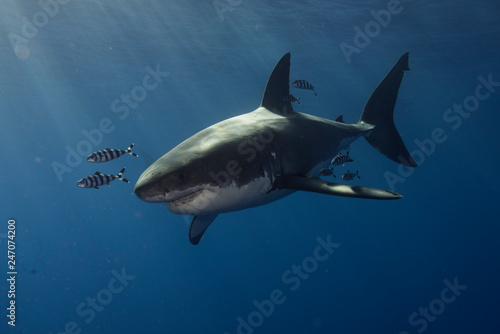 Great White Shark in cage diving 
