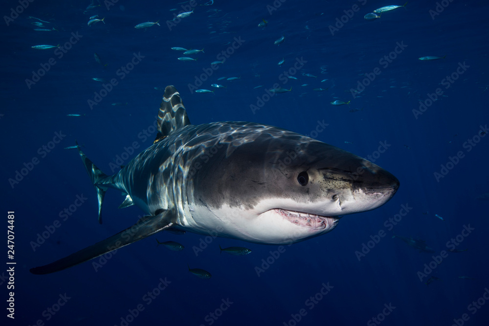 Fototapeta premium Great White Shark in cage diving 