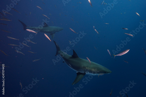 Great White Shark  in cage diving 