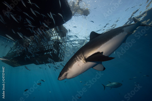 Great White Shark  in cage diving 