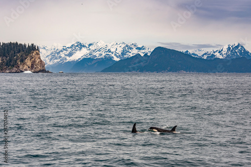 A pair of orcas swimming in Alaska with a mountain back drop