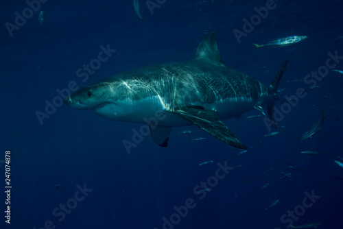 Great White Shark  in cage diving  © Le Bouil Baptiste 