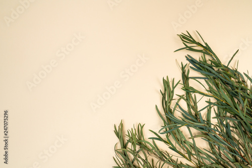 Willow eucalyptus branch flat lay on cream color background