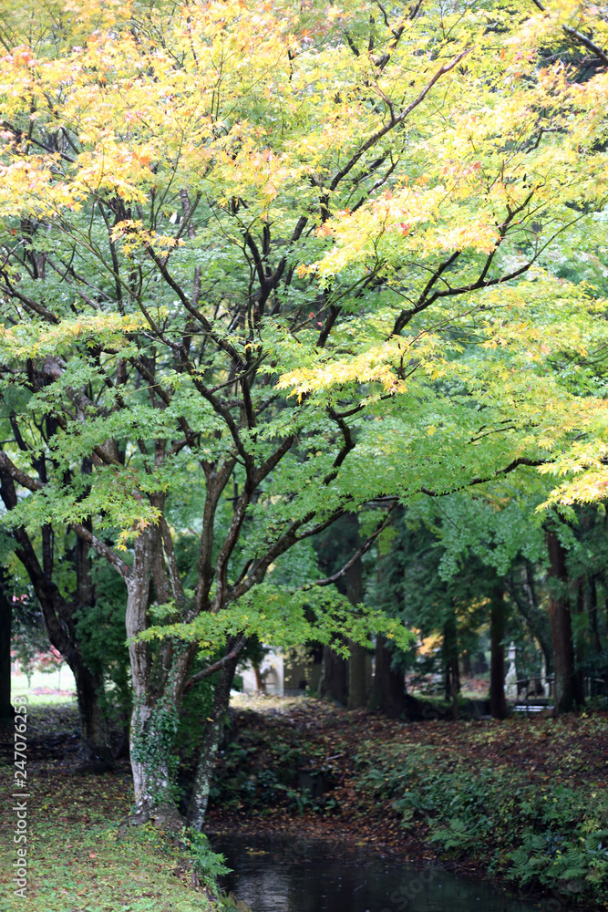 Naklejka premium 秋の紅葉