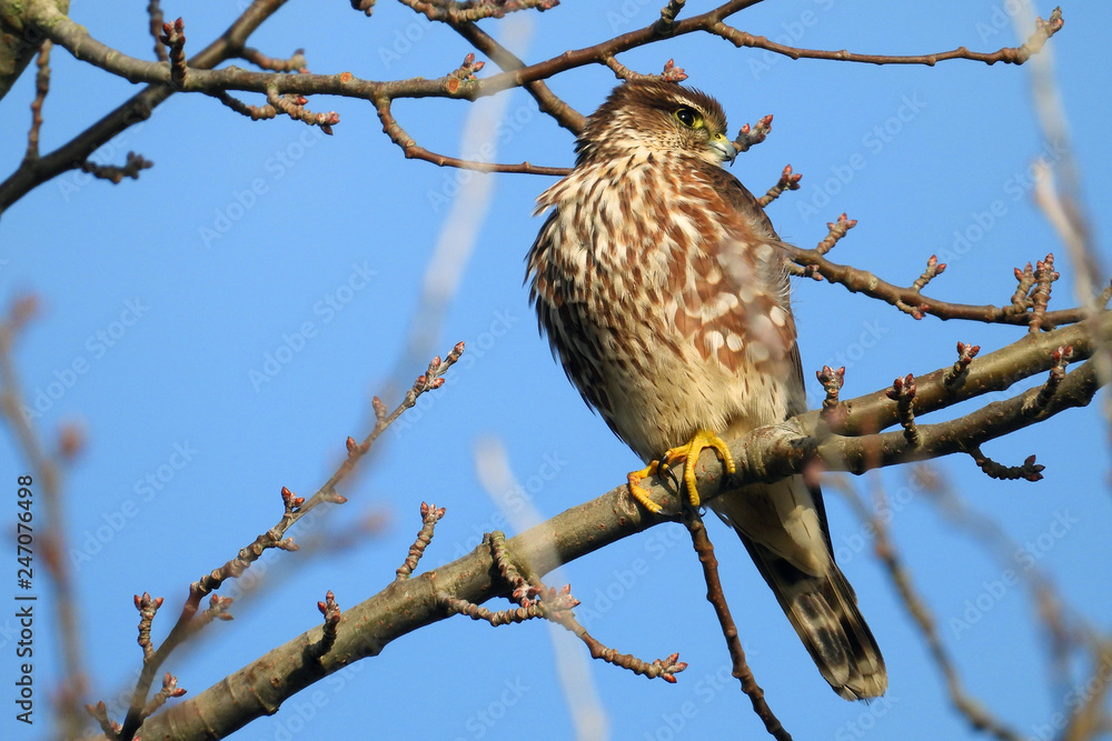 A merlin sitting on a tree branch in the pacific northwest A merlin sitting on a tree branch in the pacific northwest