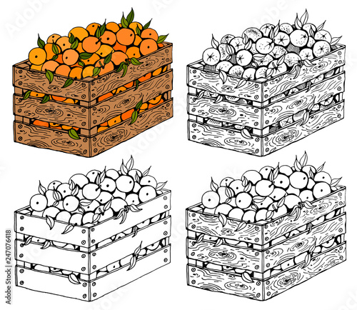 Vector illustration set of sketch hand drawn wooden box full of oranges with green leaves. Fresh fruits, Spring or Summer background, garden, Italy, Spain, mandarins. Organic food label.