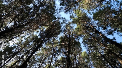 View directly from below of a beautiful pine forest, woodland. Movement of the tall trees with the gust of wind and amazing blue sky background.