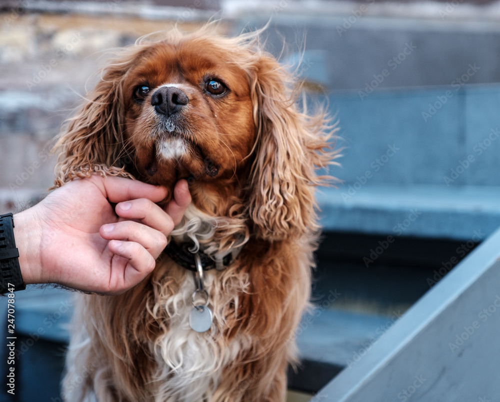 Brown dog with hand patting chin Brown dog with hand patting chin