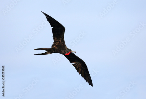 Male Magnificent Frigate bird in Flight, Central America photo