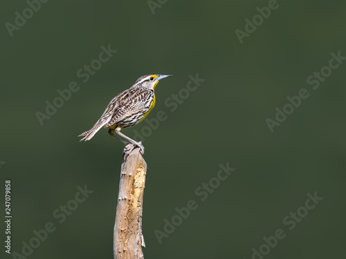 Eastern Meadowlark  Perched on Post on Green Background photo