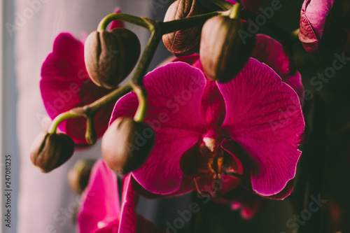 Purple orchid. Closeup selected focus purple color beautiful tropical orchid flower.