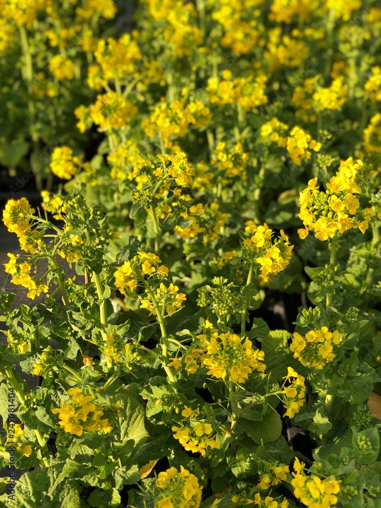 Fototapeta premium 菜の花