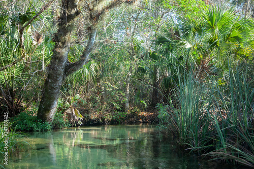 Juniper Springs Creek  Florida