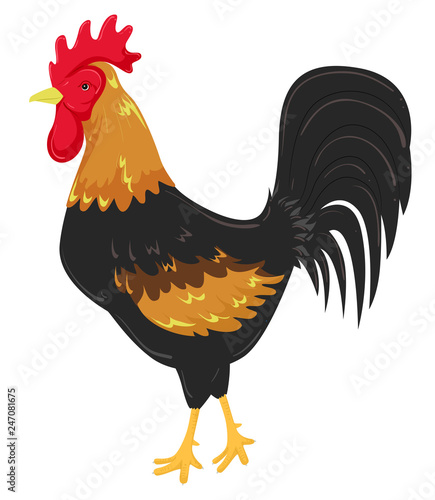 France Rooster Illustration