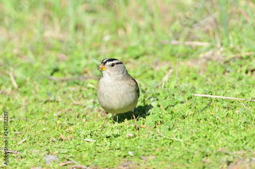 Golden Crown Sparrow on the ground