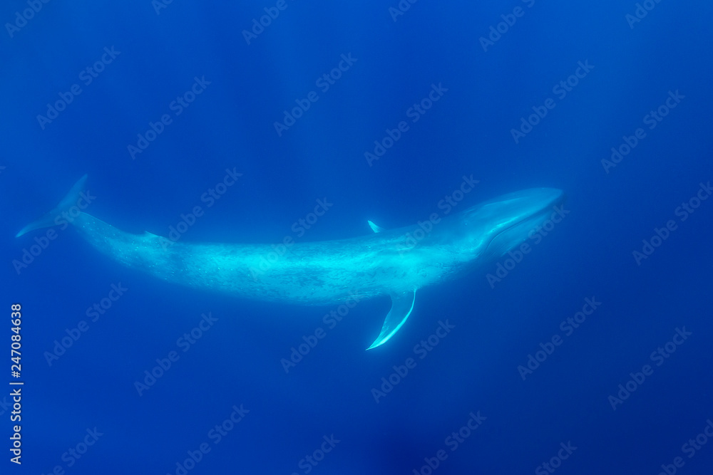 Obraz premium Blue whale, Atlantic Ocean, The Azores, Portugal.