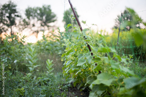 ucumber on a bush among the leaves. Cucumber on the background of the garden. photo