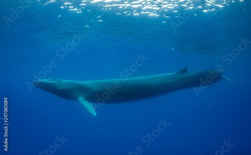 Fin whale, Atlantic Ocean, The Azores, Portugal. © wildestanimal