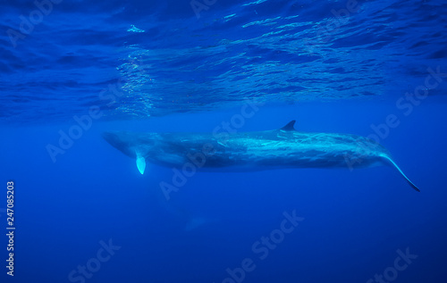Fin whale, Atlantic Ocean, The Azores, Portugal. © wildestanimal