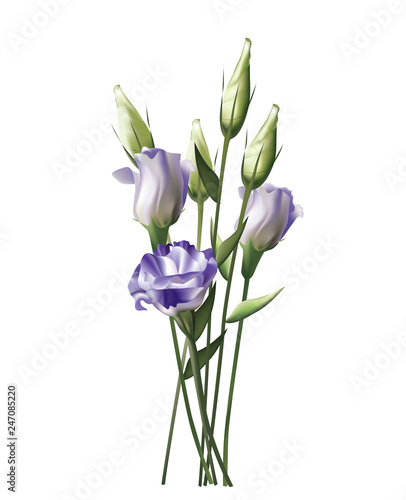 Beautiful violet Lisianthus on white background
