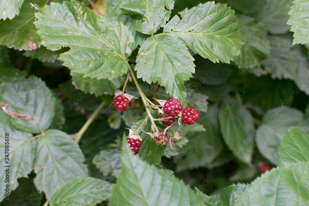 Beeren Beeren